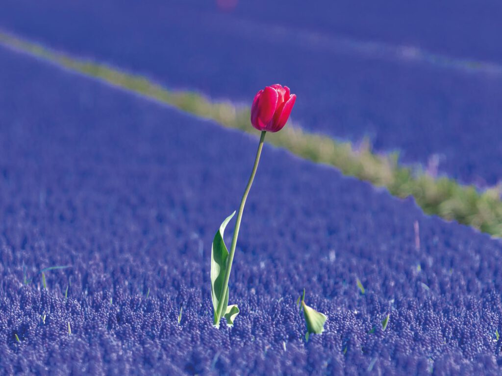 Eine einzelne rote Tulpe ragt aus einem Feld aus violetten Blumen hervor